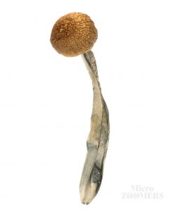 A dried Golden Teacher magic mushroom. You can notice the bluing flesh at the base of the stem, a sign of psycho-activity.