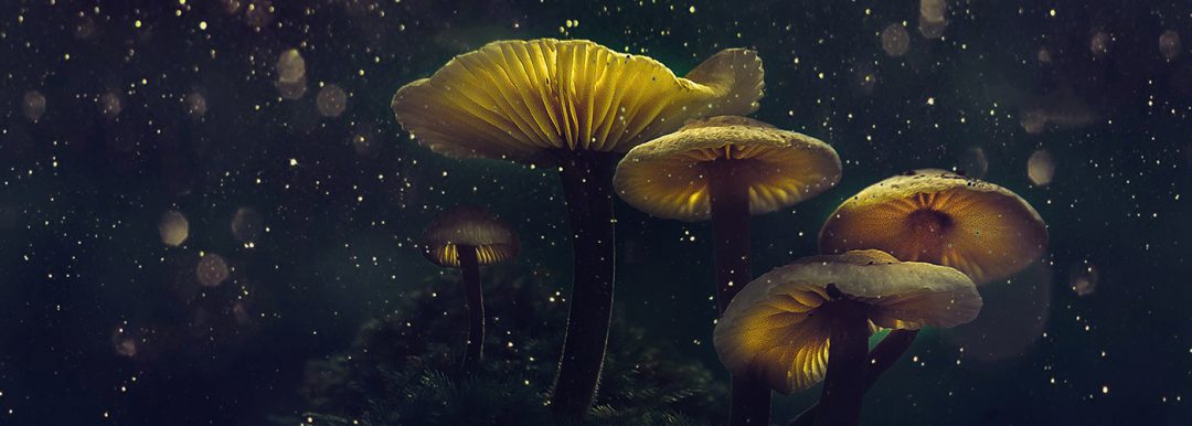 Legalization of Psychedelic Mushrooms in the USA