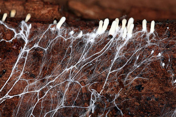 The Mycelium Network and the Myco-Revolution