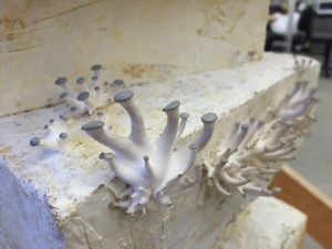 Mycelium to treat soil contamination