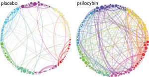 Brain activity under placebo or psilocybin. Under psilocybin, neurone reorganize dynamically.