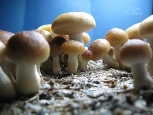 A bunch of fresh Z Strain magic mushrooms growing in vitro. They are very bulbous looking and have sturdy, meaty stems.